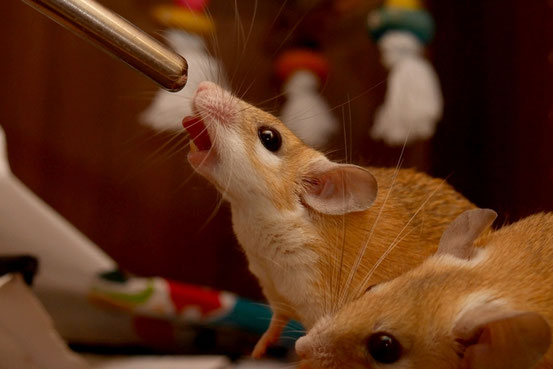 Wüstenbewohnern wie Hamsteräffchen ständig Leitungswasser anzubieten ist nicht nur völlig unnatürlich bis grob vermenschlichend, sondern langfristig unter Umständen gesundheitsschädlich.