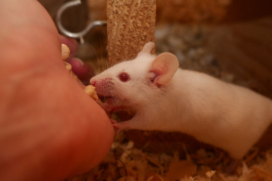 Taurin-Paste ist für Mäuse ein Leckerbissen und daher meist sehr leicht zu verabreichen. Diese ehemalige Kratzmaus  war zu dem Zeitpunkt schon fast 2 Jahre "trocken" und darf sie daher "einfach so" naschen.