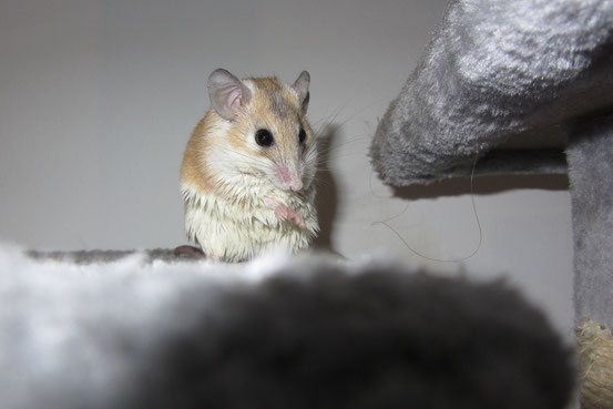 Hamsteräffchen mangelt es an Respekt vor offenem Wasser (Vorsicht im Freilauf!) und manch eines springt bei Gelegenheit sogar freiwillig in die Hunde-Wasserschüssel, wie auch kurz vor diesem Foto. "Erkältet" hat sich trotzdem noch keines meiner Tiere.