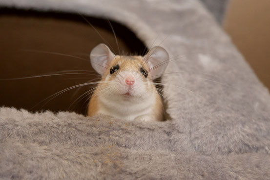 Nicht nur süß anzusehen, sondern auch ein ausgeklügeltes Wasserspar-Gadget: das Hamsteräffchen-Näschen ist nämlich, vereinfacht gesagt, so kalt, dass es beim Ausatmen innen beschlägt.