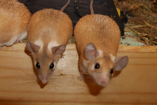 Hamsteräffchen ähneln einander so sehr, dass man sie oft nur an ihrem Gesichtsausdruck unterscheiden kann. Anders als "bunte" Arten, bleiben sie daher zum einen wirklichen Liebhabern ihres Wesens vorbehalten und sind zum anderen von robuster Gesundheit.
