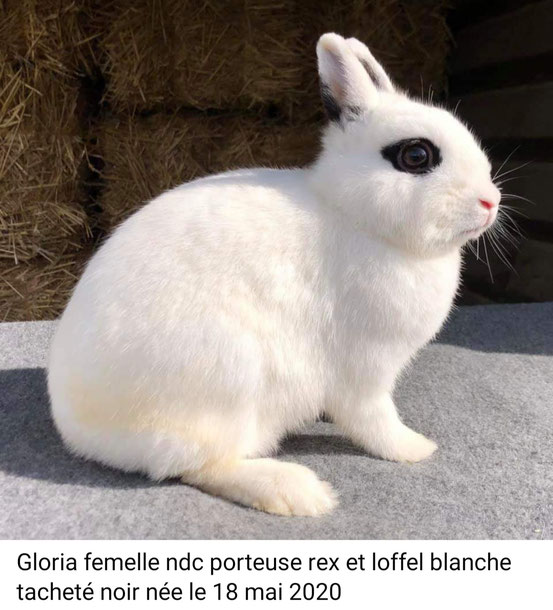  Gloria 