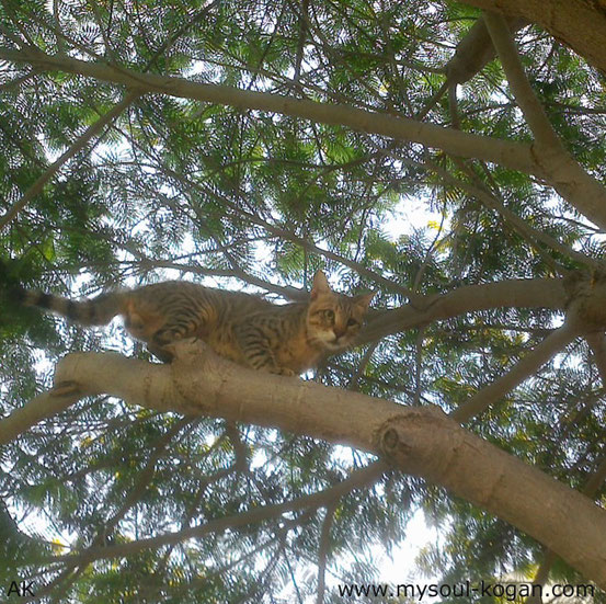 Кошки на деревьях