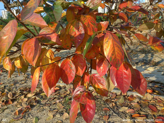 Persimmon (Хурма)