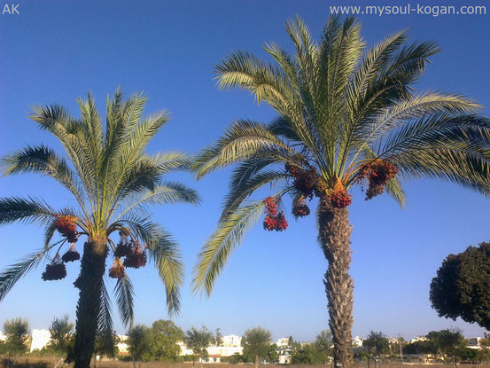  Ашкелон  Ashkelon