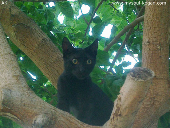 Кошки на деревьях