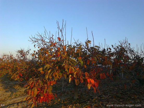 Persimmon (Хурма)