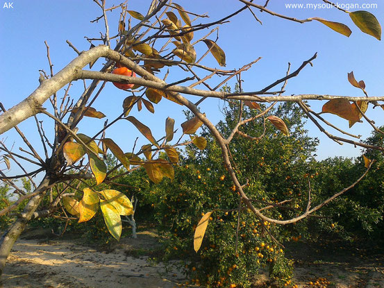 Persimmon (Хурма)