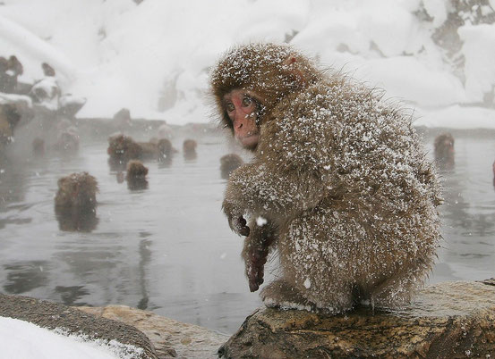 Снежные обезьяны