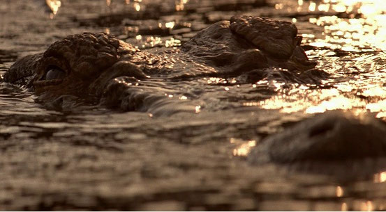 Lake Placid de Steve Miner - 1999 - Horreur 