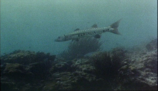 Barracuda de Harry Kerwin - 1977
