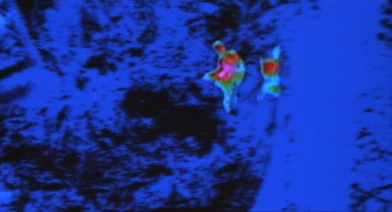 Predator (1987) 