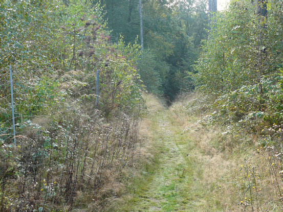 Lumpenstieg nach Ballenstedt. Schmaler, steiler Weg