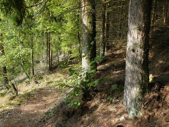 Schmaler Wanderweg von Alexisbad zur Verlobungsurne