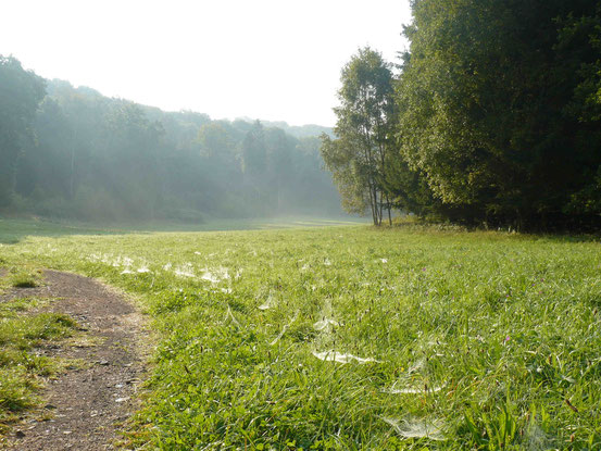 Wiese mit vielen feuchten Spinnweben, Nebel im Hintergrund