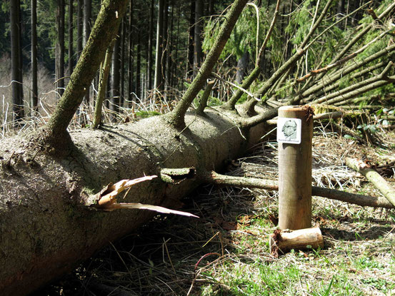 Ein Wegweiser der Kästeklippentour, der auf Kniehöhe endet. Daneben ein umgestürzter Baum, der den Pfosten mit dem Wegweiser offensichtlich in den Boden gerammt hat.