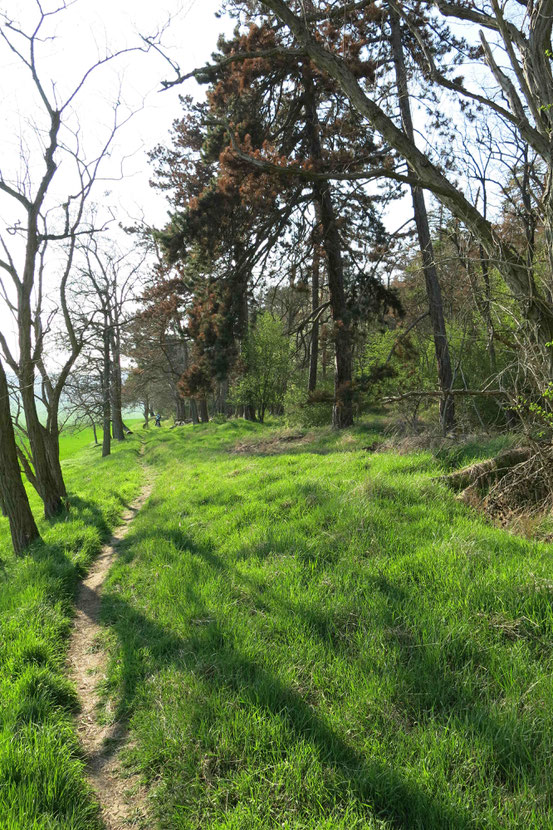 Teufelsmauerritt Harz