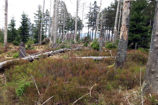 Weg Oderbrück Achtermann Nationalpark Borkenkäferbefall