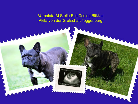 Wurfdatum: Oktober 2013