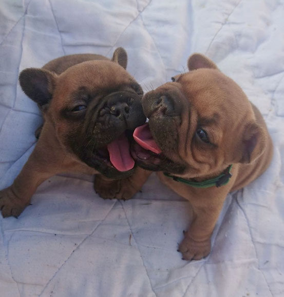 http://ingrus.net/frbull/en/testmating.php?female=136786&male=45213