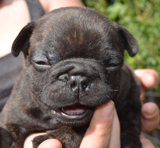 http://ingrus.net/frbull/en/testmating.php?female=136786&male=45213