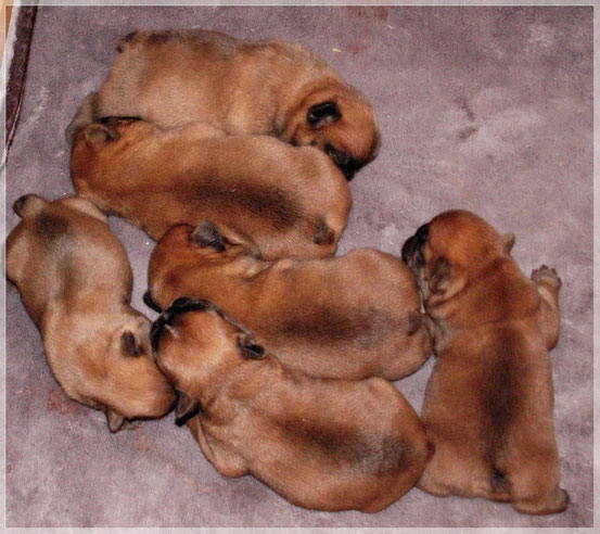 Puppy Contact frenchbulliesmontevista.jimdo.com