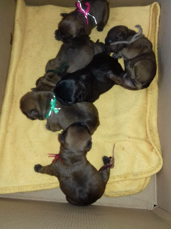 http://ingrus.net/frbull/en/testmating.php?female=136786&male=45213