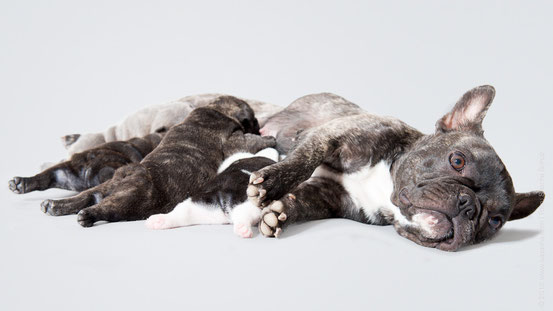 Akita mit den Babies