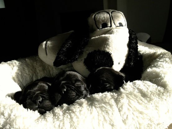 Quincey,Quendolyn,Quentin