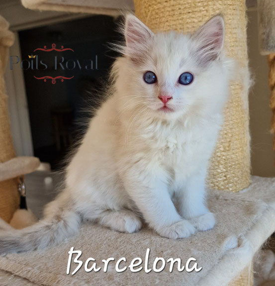 Barcelona, femelle lilac tortie tabby bicolore