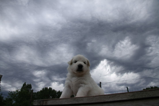 Stormpup :)