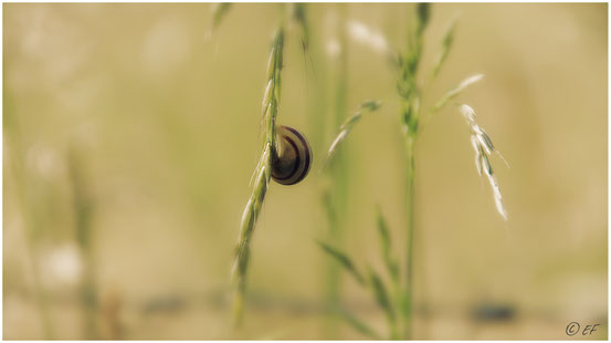 Die Schnecke & der Grashalm