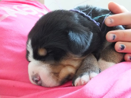 eines unsere Babies / 1 Woche alt
