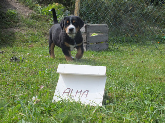 Alma von der Sunside Ranch ( Wurf 2014)