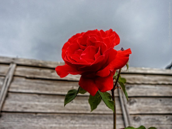Eine rote Rose vor grauem Hintergrund.