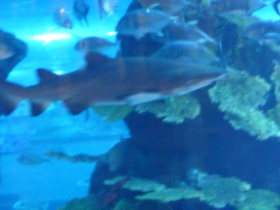 ein kleiner Hai in dem sich über drei Etagen erstreckendem Aquarium der Dubai-Mall.