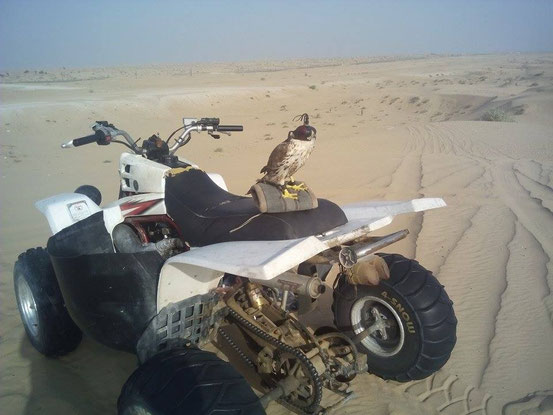 Falke auf unserem Quad.