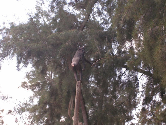 Schimpanse mit Stock