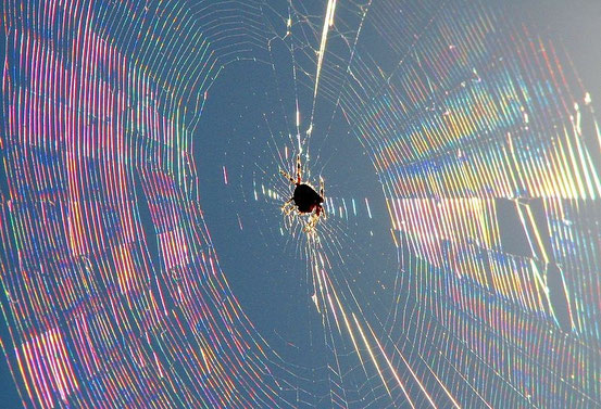 Quelle: http://de.wikipedia.org/wiki/Datei:Kreuzspinne,_Netz_im_Gegenlicht.jpg
