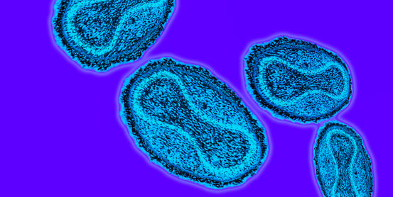 Evolutionsergebnis Pockenvirus