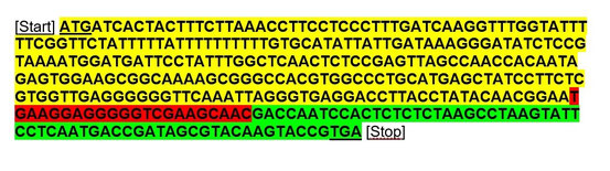 Abb. 2: Proteinkodierender Bereich des t-urf13-Gens.