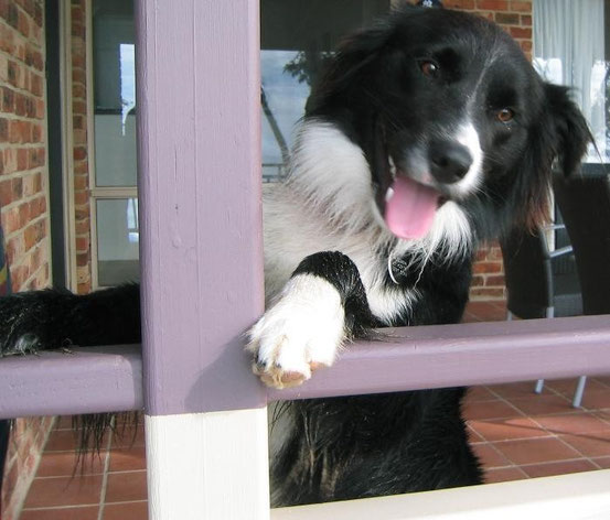 Ein Border Collie