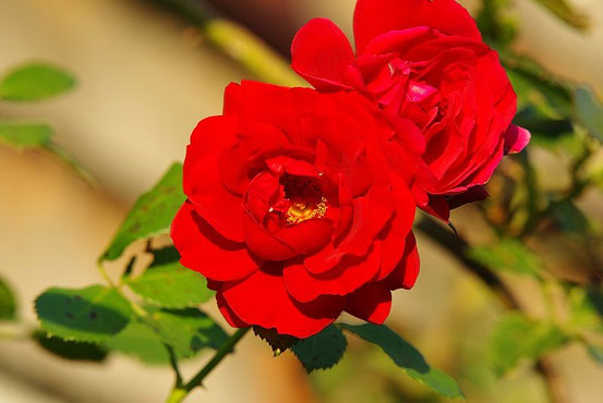 Rosen sind nicht rot.