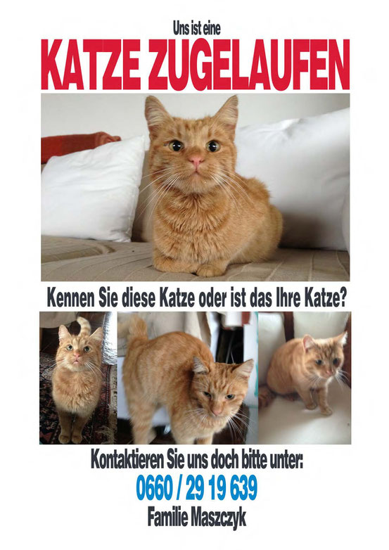 Blog Seite 9 Von 13 Healing Cats Katzenberatung
