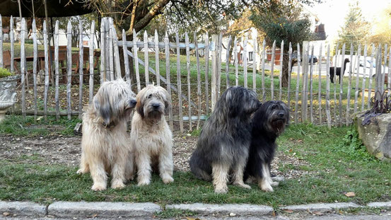 Bea, Carla, Dali und Carmela