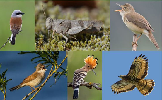 Fotos: Neuntöter, Frank Derer; Blauflügelige Ödlandschrecke, Heinz Strunk; Sumpfrohrsänger, Eberhard Körner; Dorngrasmücke, Kathy Büscher/NABU Rinteln; Wiedehopf, Paul Gläser; Wespenbussard, Christoph Moning