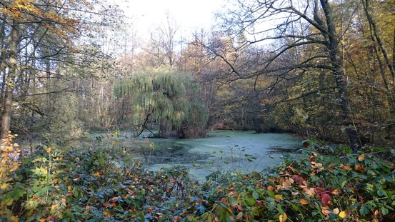 NOVEMBER 2019:               Herbststimnung am Nacke-Teich:                 fotografiert von Heidrun Schebaum