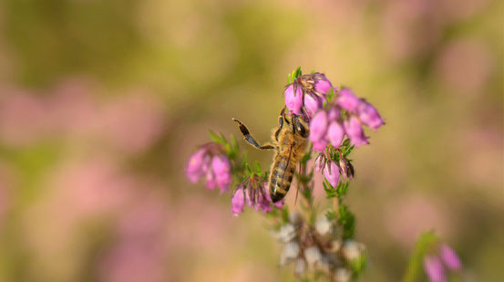 abeille butinant une fleur de bruyère erica en Cévennes de Lozère