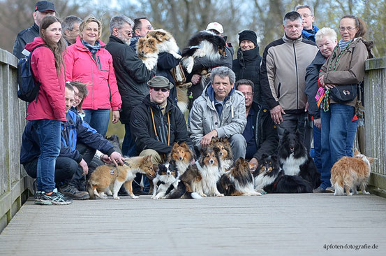 Die Sheltie Familie