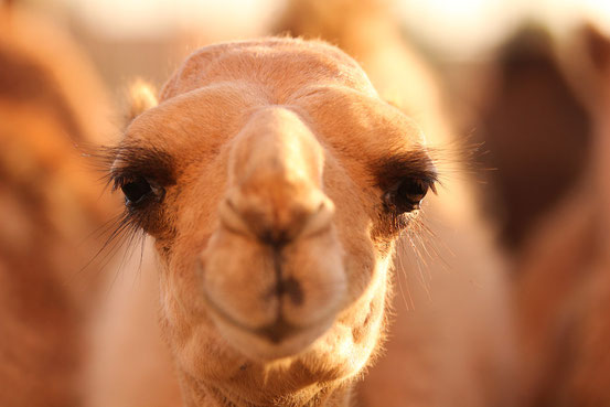 Für solche Wüstenschönheiten werden am Al Dhafra Kamelfestival Hundertausende Franken bezahlt.